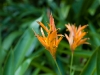Botanic Garden